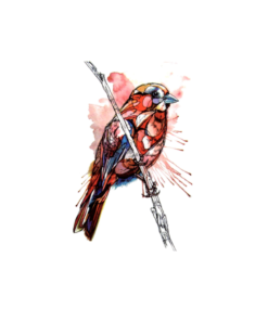 *** Privighetoarea Mini